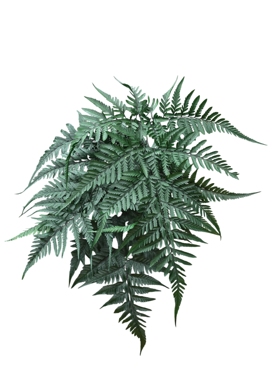 Johor Fern Green